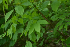 Fraxinus pennsylvanica subintegerrima