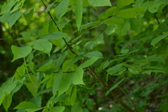 Fraxinus pennsylvanica subintegerrima