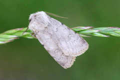 Agrotis cinerea
