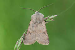Agrotis cinerea