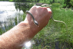 Thamnophis saurita septentrionalis