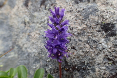 Veronica allionii