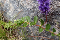 Veronica allionii