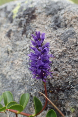 Veronica allionii