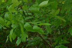 Fraxinus pennsylvanica subintegerrima