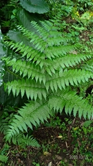 Diplazium viridissimum