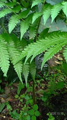 Diplazium viridissimum