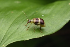 Eucerotoma