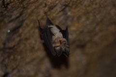 Rhinolophus euryale