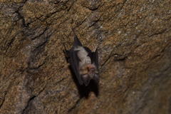 Rhinolophus euryale