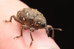 Marshallius guttatus