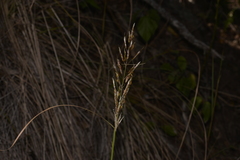 Capillipedium spicigerum