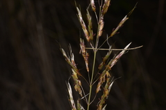 Capillipedium spicigerum