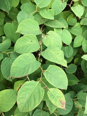 Reynoutria japonica