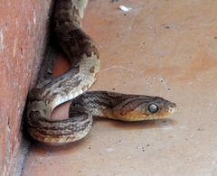 Trimorphodon paucimaculatus