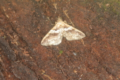 Leucatomis incondita