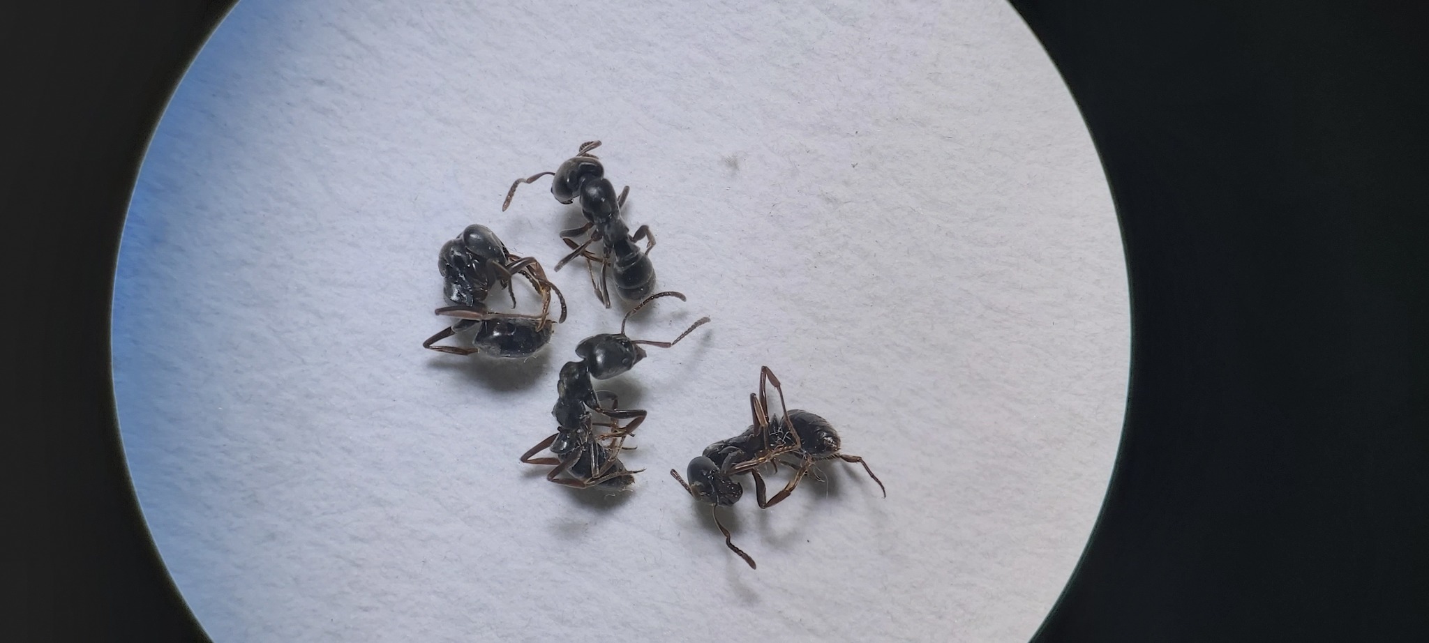 Brachyponera sennaarensis