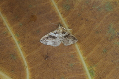 Leucatomis incondita