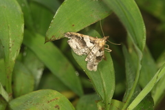 Leucatomis incondita