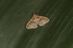 Leucatomis incondita