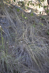 Capillipedium spicigerum