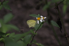Eurema blanda
