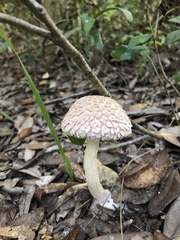 Boletellus ananas image