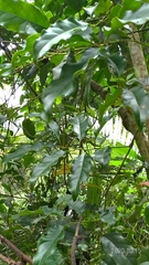 Itea parviflora