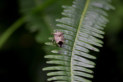 Eocanthecona concinna