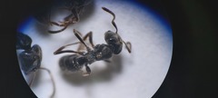 Brachyponera sennaarensis