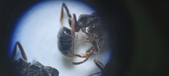 Brachyponera sennaarensis