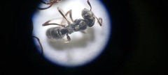 Brachyponera sennaarensis