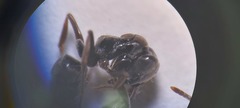 Brachyponera sennaarensis