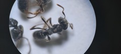 Brachyponera sennaarensis