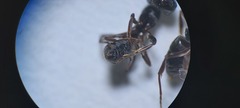 Brachyponera sennaarensis
