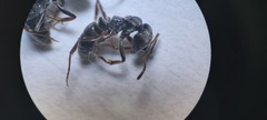 Brachyponera sennaarensis
