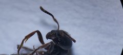Brachyponera sennaarensis