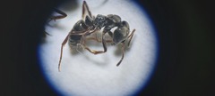 Brachyponera sennaarensis