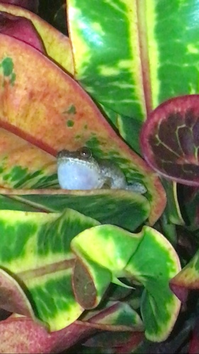 Eleutherodactylus antillensis