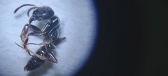 Brachyponera sennaarensis