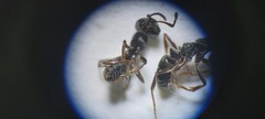Brachyponera sennaarensis