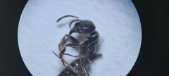 Brachyponera sennaarensis