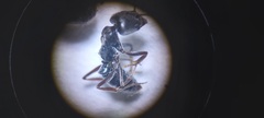 Brachyponera sennaarensis