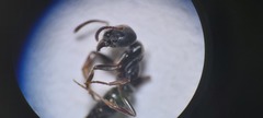 Brachyponera sennaarensis
