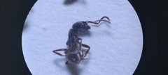 Brachyponera sennaarensis
