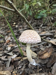 Boletellus ananas image