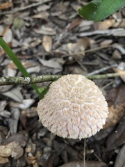Boletellus ananas image