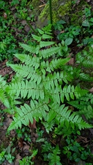 Diplazium viridissimum