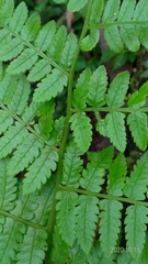 Diplazium viridissimum
