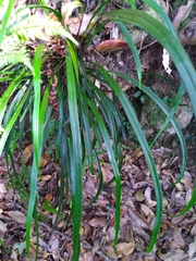 Haplopteris flexuosa